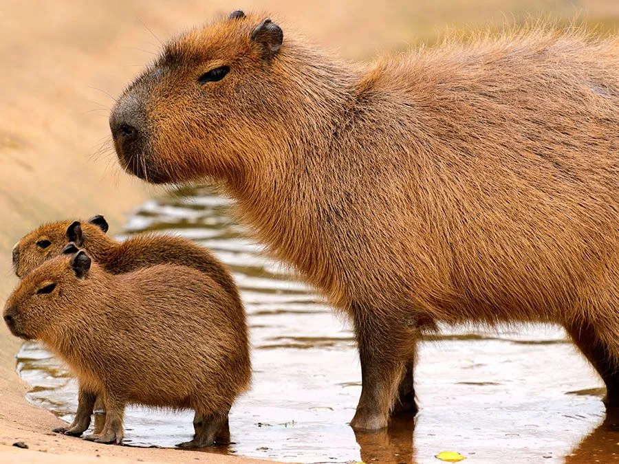 What’s Next? Managing the Capybara Question