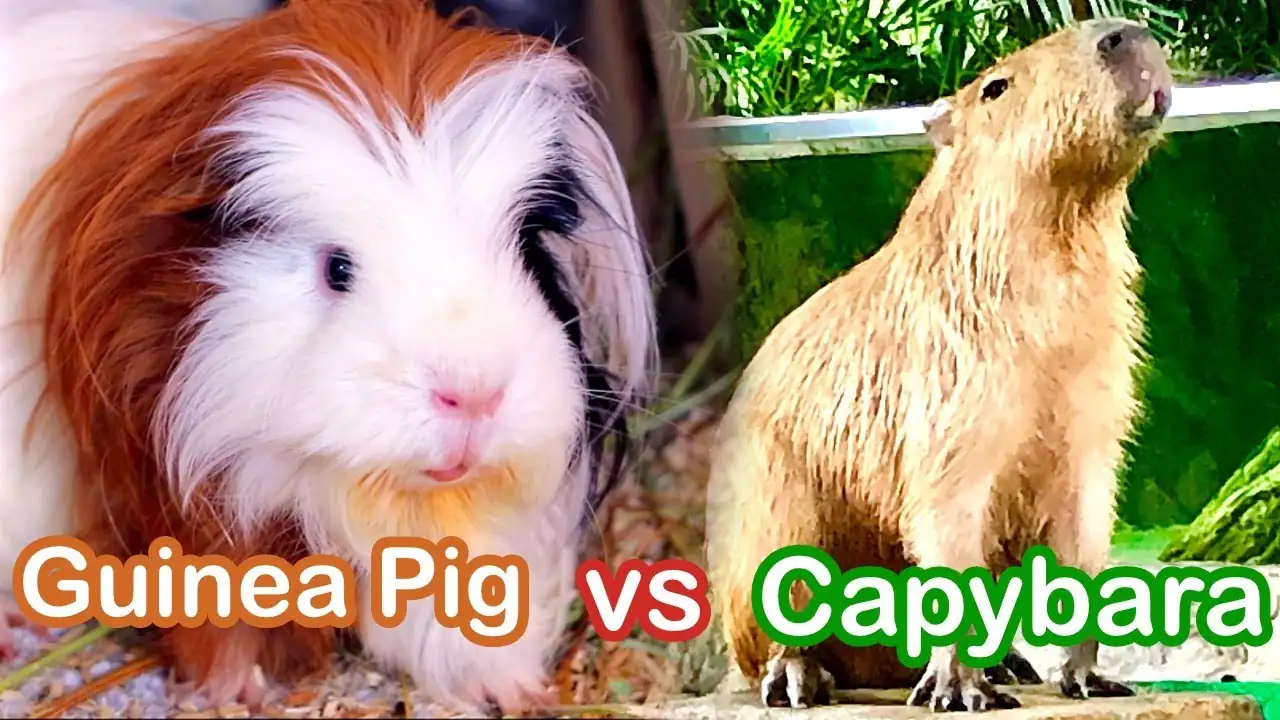 What’s the Deal With Capybaras and Guinea Pigs?