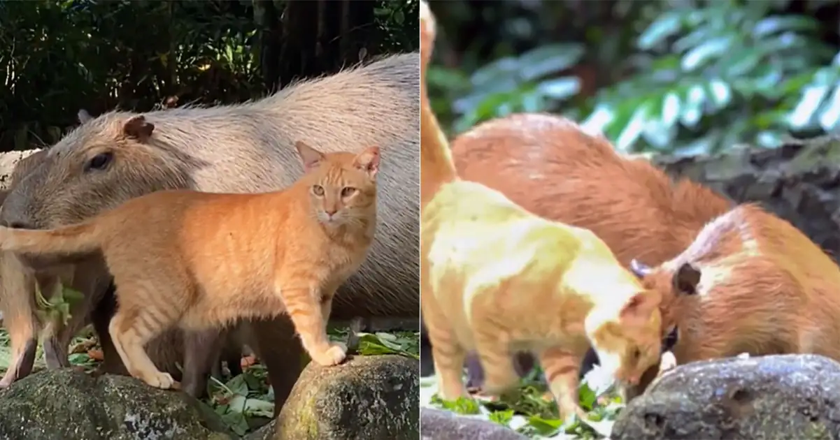 What’s the Deal with Capybaras and Cats?