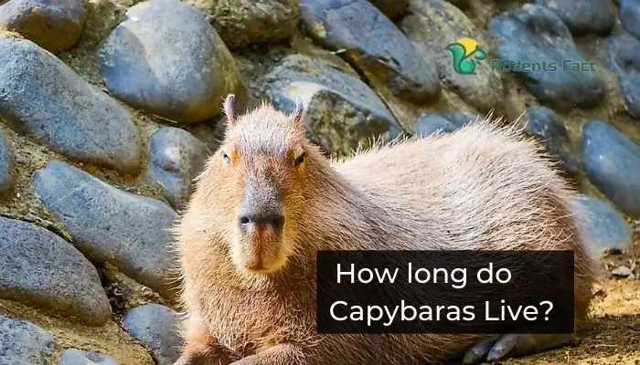 What’s the lifespan of a capybara?