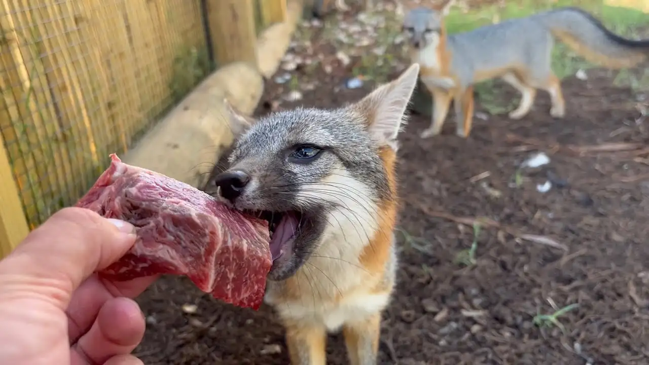 Where Can You Try Capybara Meat?