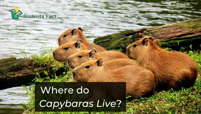 Where Do Capybaras Live?