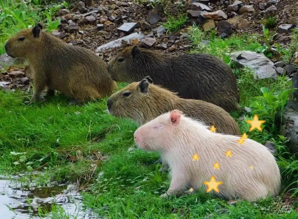 Where Do Capybaras Live?