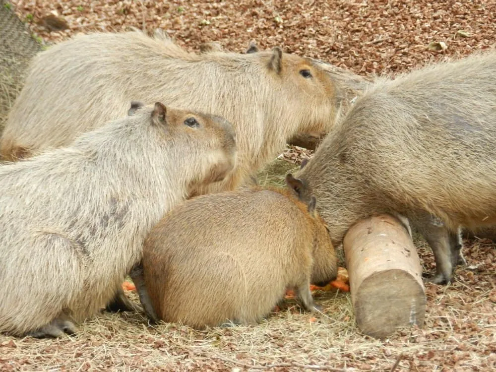 Where Do Nutria and Capybara Live?