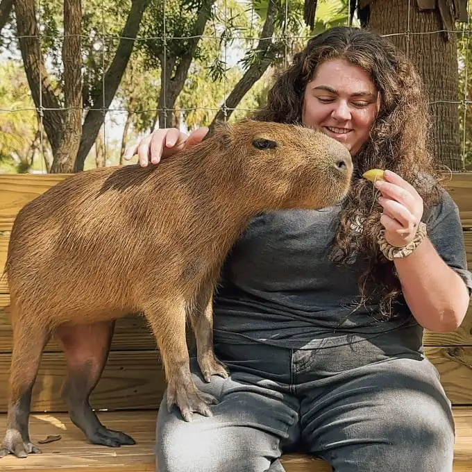 Where to Find Capybaras for Sale or Adoption