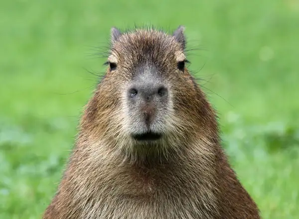 Where to Find Capybaras in Peru