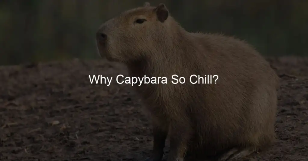 Why Are Capybaras So Chill?