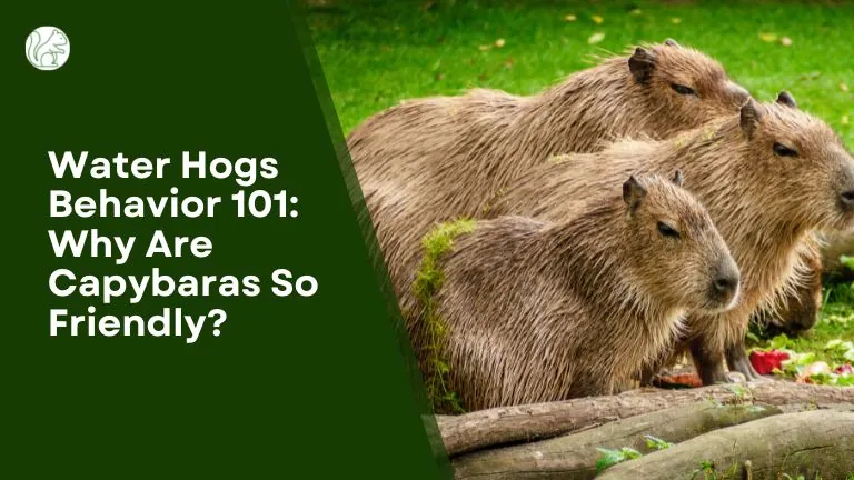 Why Are Capybaras So Friendly?