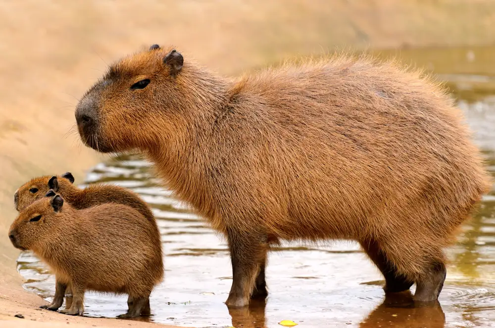 Why Capybaras Are Gaining Popularity