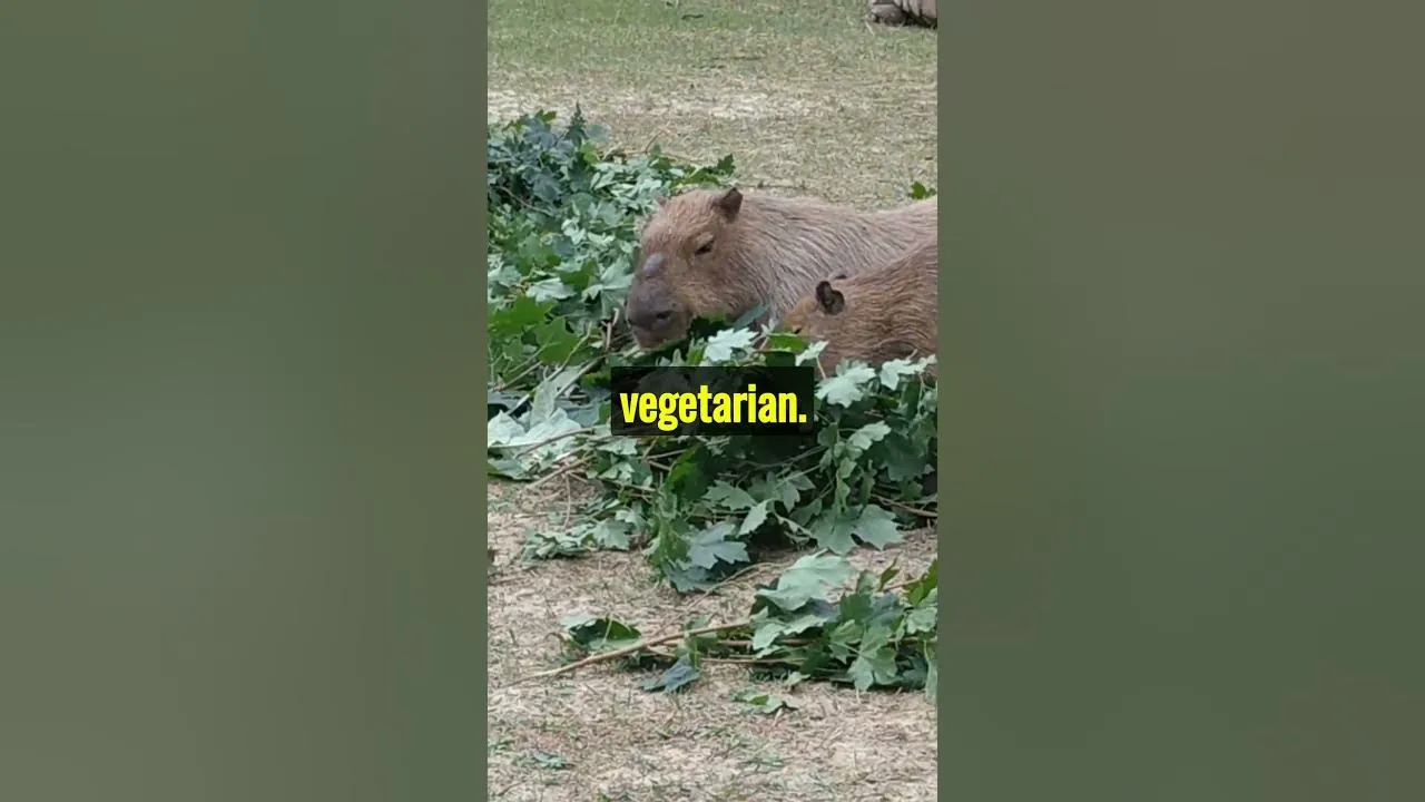 Why Capybaras Are Nature’s Zen Masters