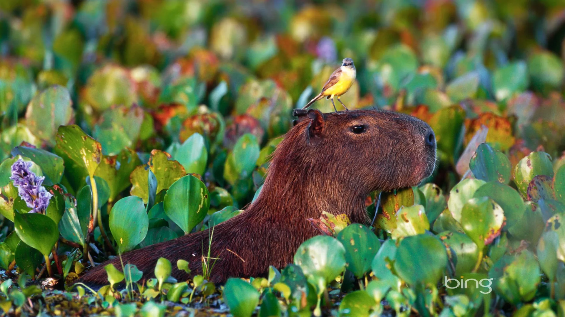 Why Capybaras Are the Perfect Hosts