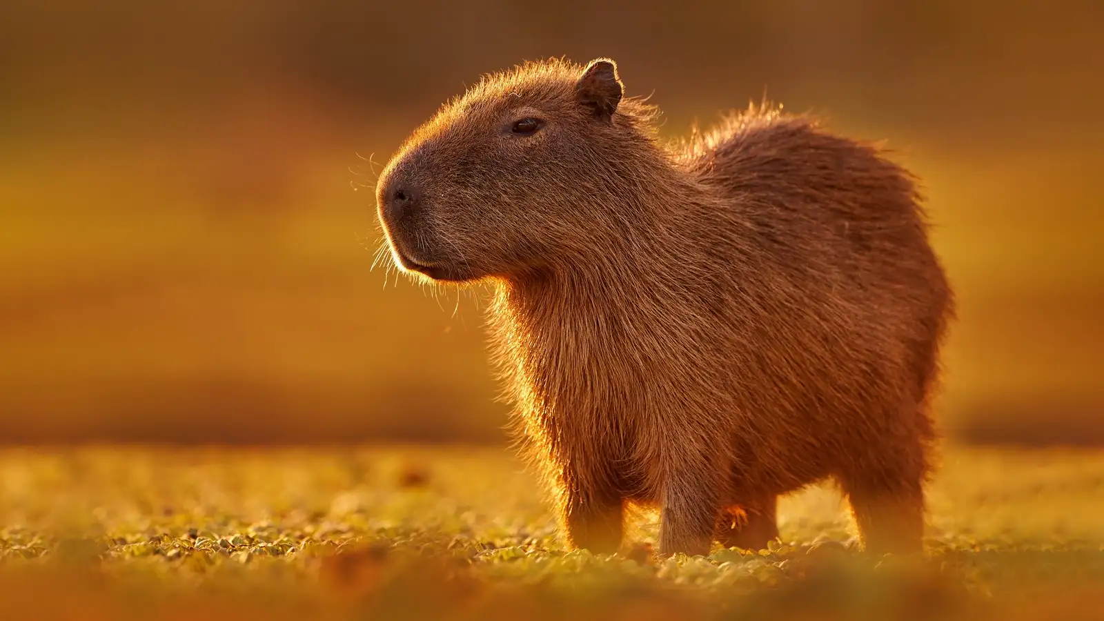 Why Capybaras Are the Star of the Wild Tangle