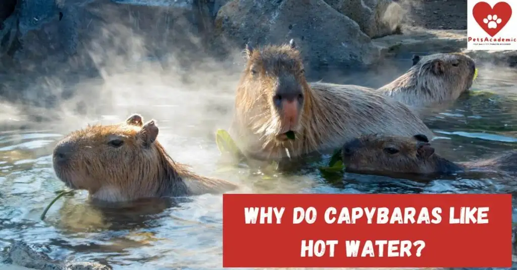 Why Do Capybaras Love Water So Much?