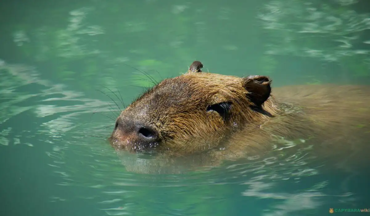 Why Do Capybaras Swim?