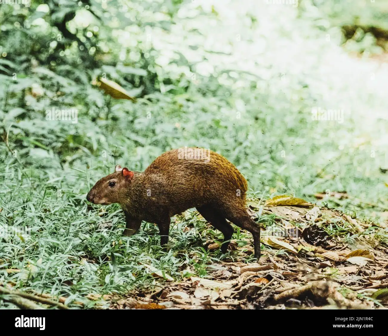 Why Do Capybaras Thrive in Costa Rica?