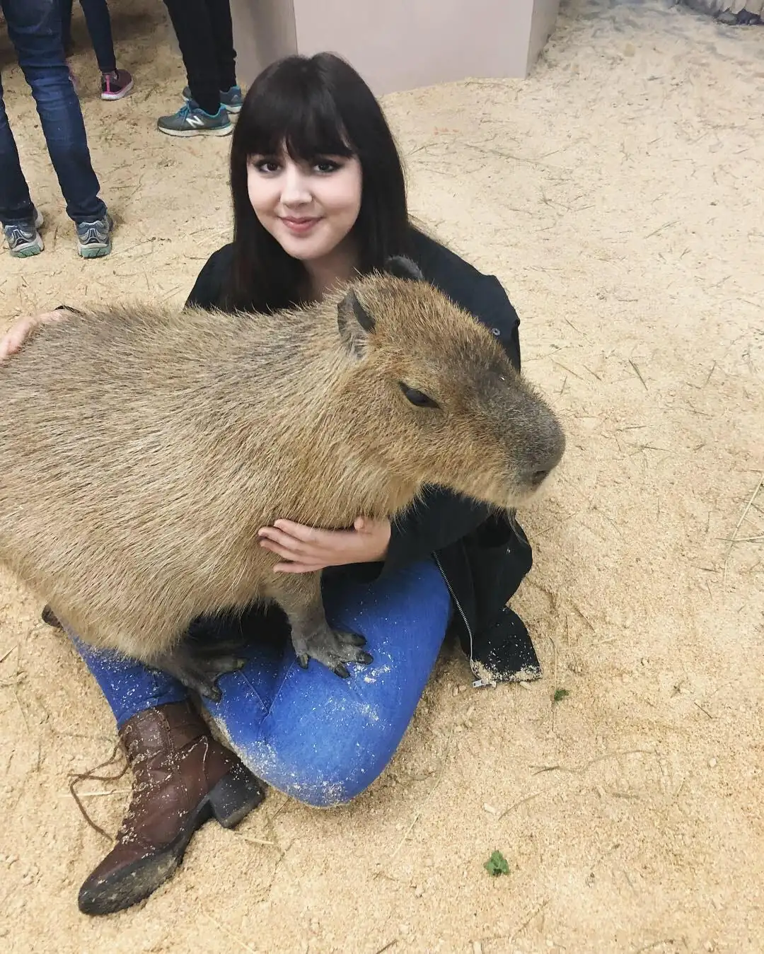 Why Do Capybaras and Dogs Get Along?