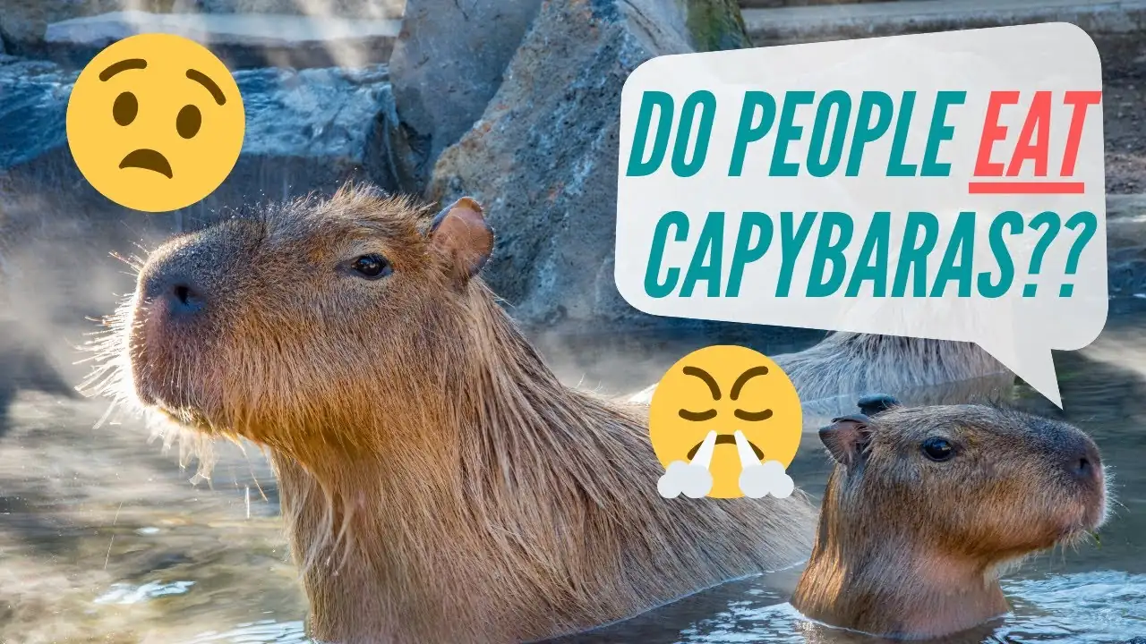 Why Do People Eat Capybara?