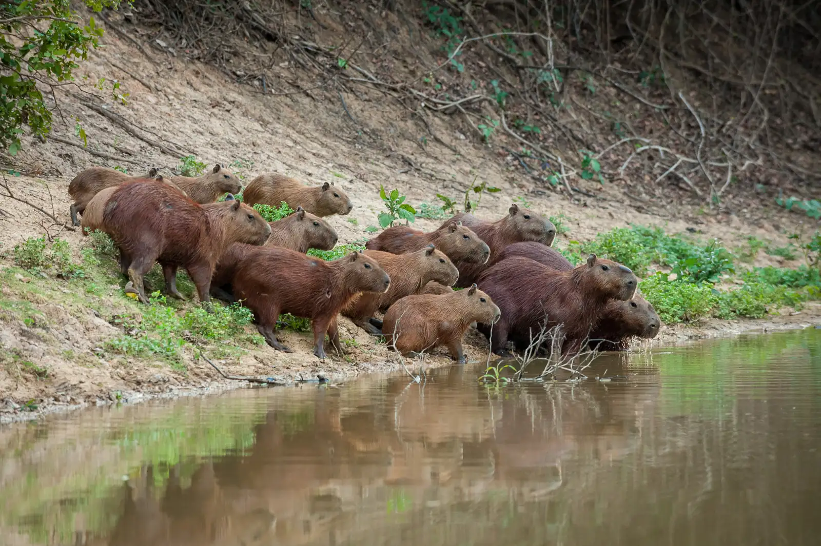 Why “Herd” is the Go-To Term