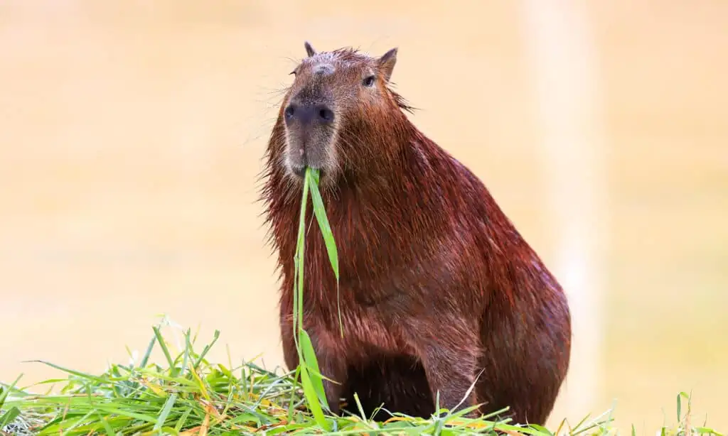 Why Eating Poop Is Actually a Power Move for Capybaras