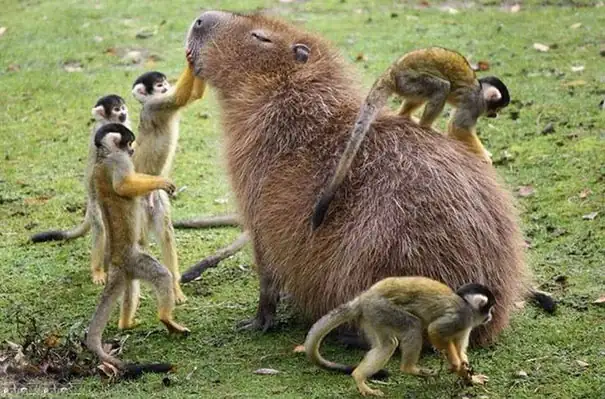 Why People Love Capybaras (And You Should Too)