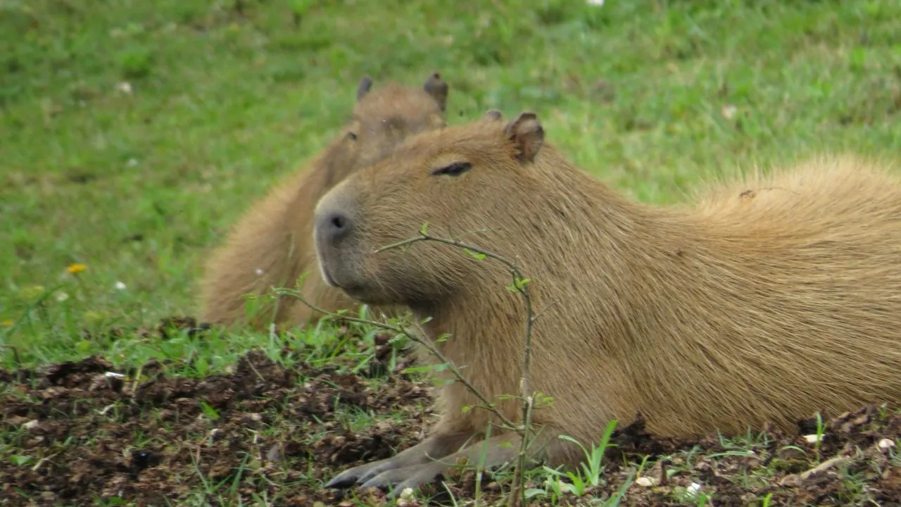 Why Size Matters for Capybaras