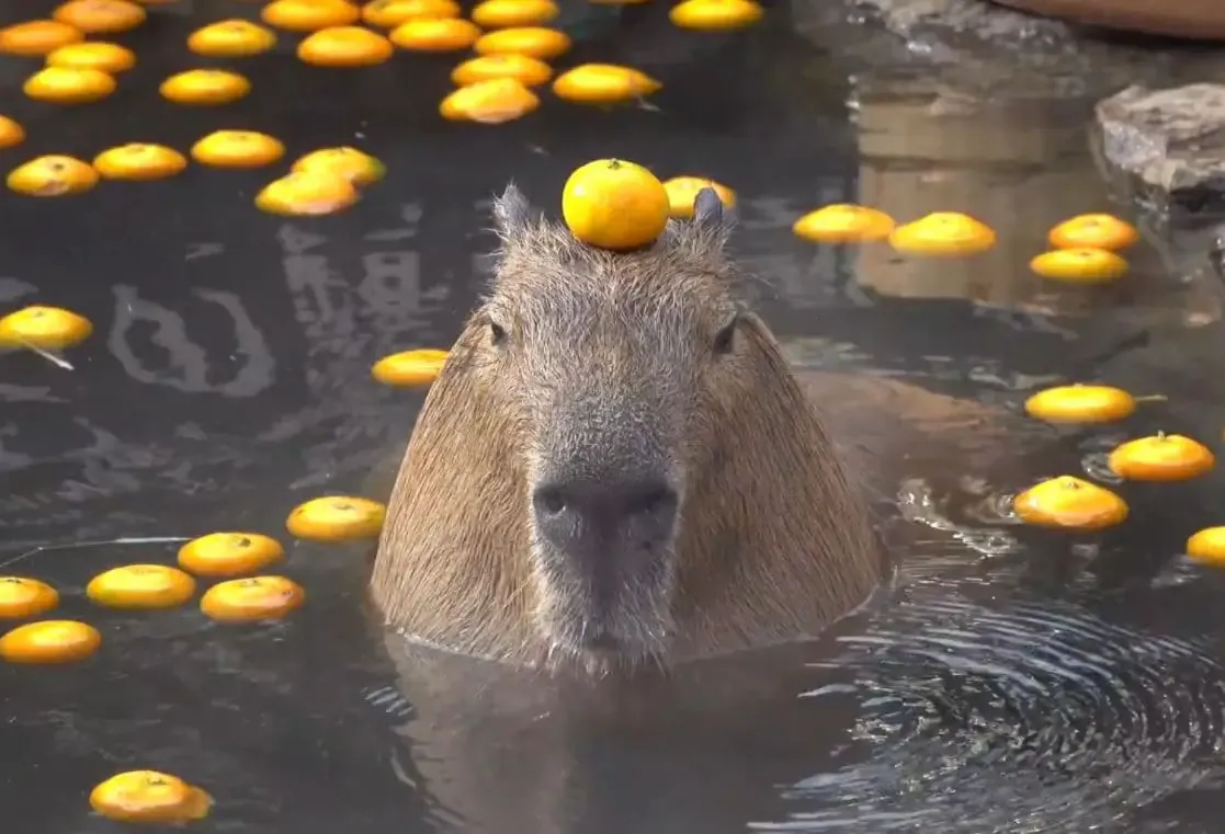 Why This Matters: Capybara Health and Happiness