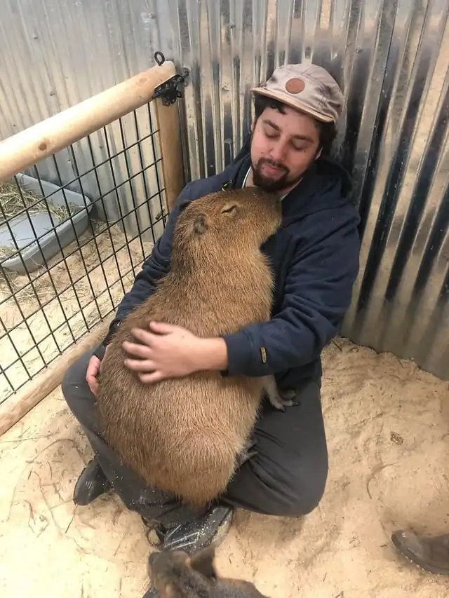 Wombat: Australia’s Cuddly Bulldozer