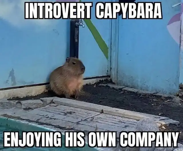 Wombat: The Introvert’s Dream