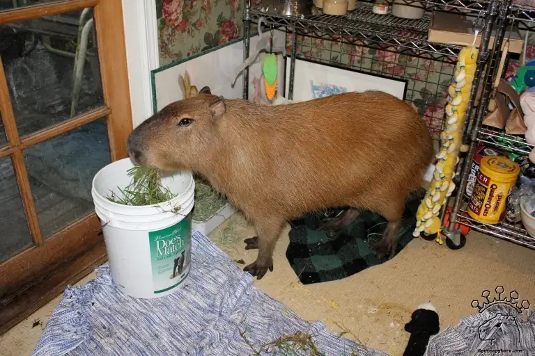 Wombat’s Gourmet Grass