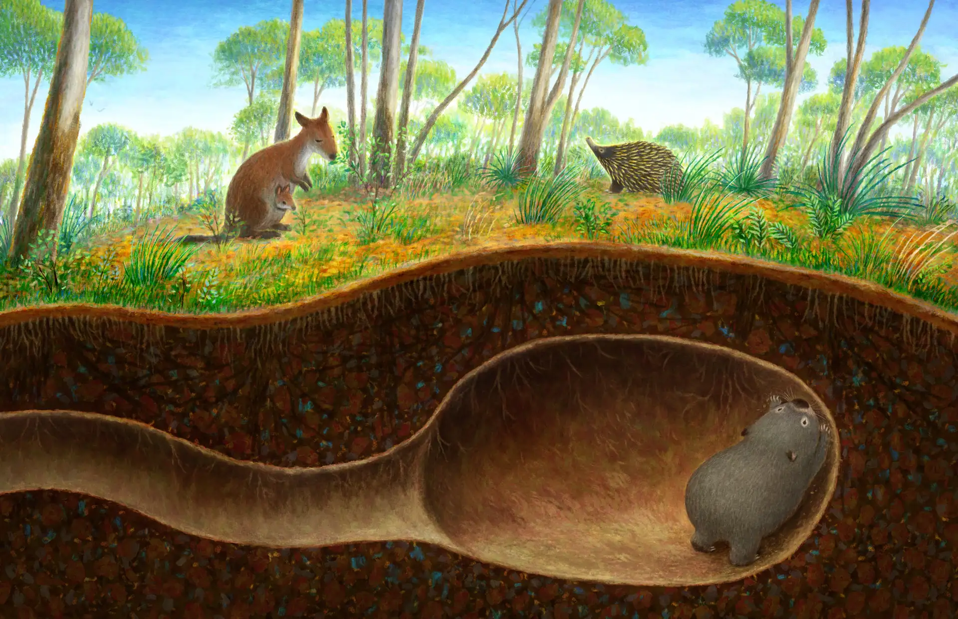 Wombat’s Underground Mansion