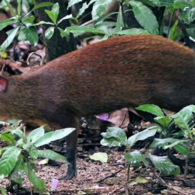 Agouti vs Capybara