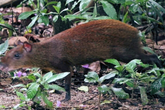 Agouti vs Capybara