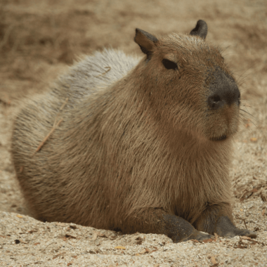 Animals Eat Capybaras in the Tropical Rainforest