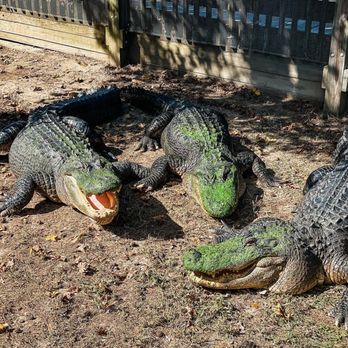 Capybara & Alligator Friends