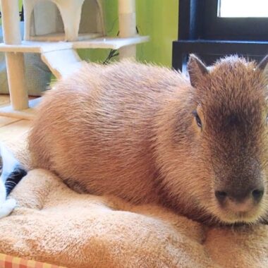 Capybara and Cat