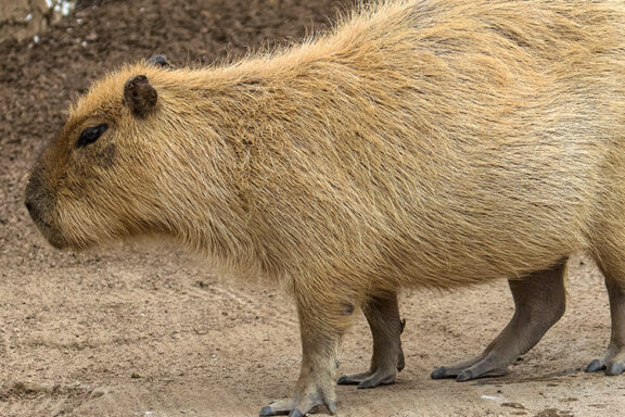 Capybara Dangerous