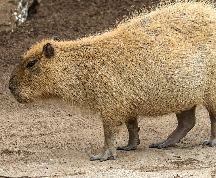 Capybara Dangerous