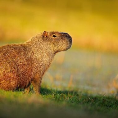 Capybara in Costa Rica