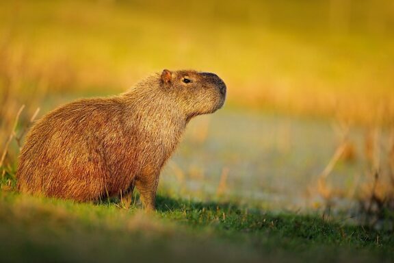 Capybara in Costa Rica