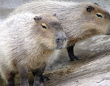 Capybara in Tropical Rainforest