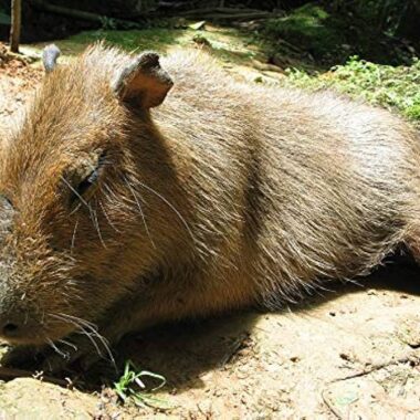 Capybara Peru