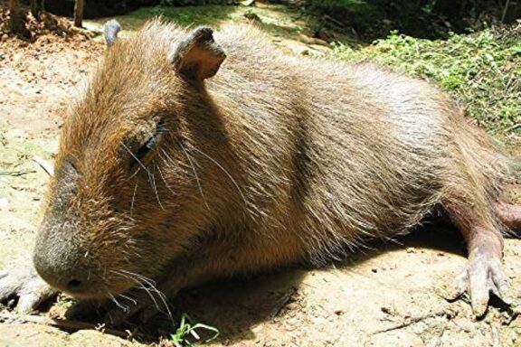 Capybara Peru