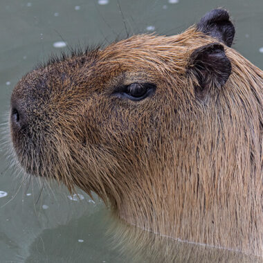 Capybara Predators