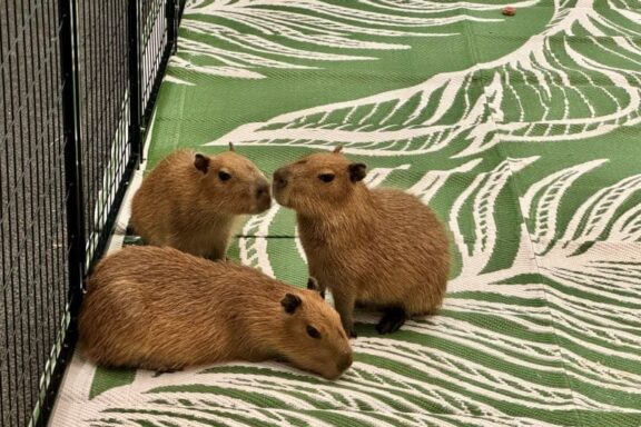 Capybaras and Guinea Pigs