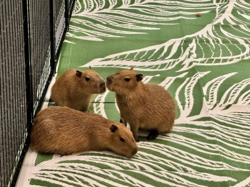 Capybaras and Guinea Pigs