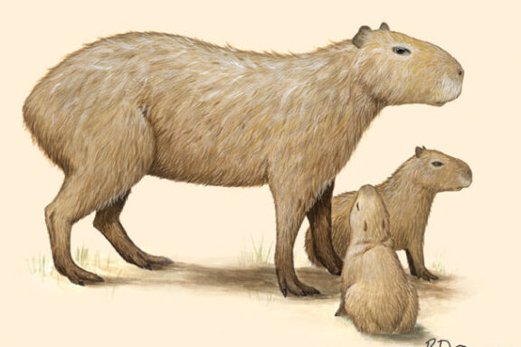 Capybaras Behavior