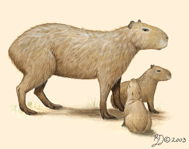 Capybaras Behavior