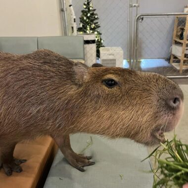 Capybaras Bite