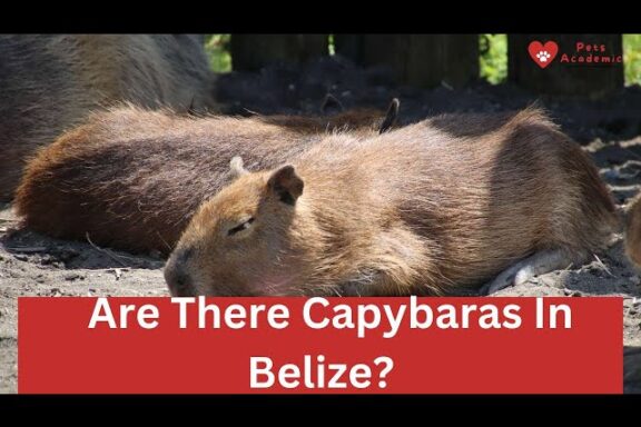 Capybaras Eat Mushrooms