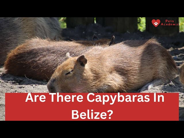 Capybaras Eat Mushrooms